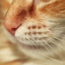 로얄도그앤캣메디컬센터 이미지