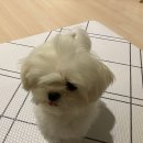윤스강아지 | 분당 애견 미용 '윤스강아지' 말티즈 썸머컷 3년째 이용중