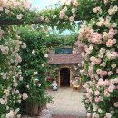 필립스(장미) 이미지