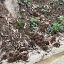 공주산속펜션 이미지