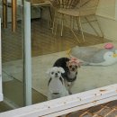 조아펫살롱 이미지