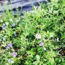 수락펜션민박 이미지