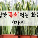 집안 '독소' 먹는 화초 7가지 ※대구공연/대구뮤지컬/대구연극/대구독립영화/대구문화/대구인디/대구재즈/유용한정보※ 이미지