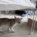 비브레이브천안