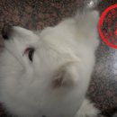 버디퍼피 티스토리