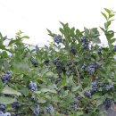 댄디농장 이미지