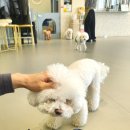 미사벨리 | 하남 미사 애견카페 '안녕 강아지' 귀여운거 최고♡ (호수공원 뷰 짱짱) 주차 가능