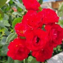 친정집 대문 장미꽃 이미지