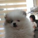 24시예스동물병원 이미지