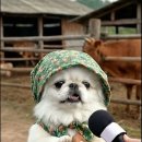 꽃순이네 이미지