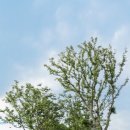 터줏대감 이미지