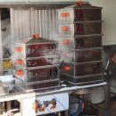 동광어시장 | 영덕 동광어시장 대게 시세 가격 내돈내산 후기