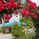 파아란지붕 이미지