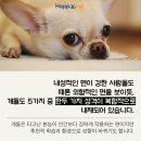 올어바웃펫 이미지