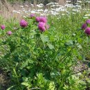 들꽃팬션 앞 이미지