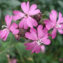 허브꽃농원 이미지