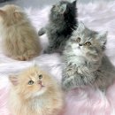 사랑해묘 이미지