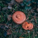 마이산농장 이미지