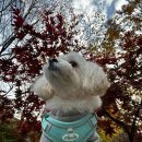 구름산책 | 산책 필수템 강아지하네스 로이코 구름 하네스 솔직 후기