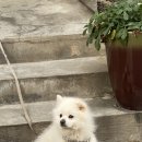 맵시나 명품세탁소 이미지