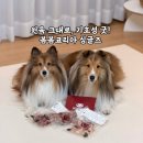 오리면 돼지 | 봄봄코리아 싱글즈 | 알러지 테스트 가능한 단일단백질 강아지 화식 급여 후기