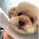 수동물메디컬센터 | [24시수동물메디컬센터] 7살 배봄이의 프리미엄 건강검진 &amp; 스케일링 후기