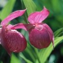 복주머니 이미지