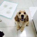 위즈펫동물병원 이미지
