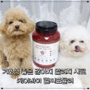 기호성 좋은 강아지 알러지 눈물 사료 케어바이 헬씨포뮬러 후기