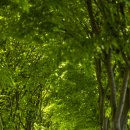 청보리목장 이미지