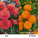 꽃의온도 이미지