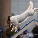 show dog 이미지