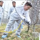 과수나무에 흰 페인트 칠해 언피해 예방을 이미지