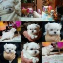 愛nimal(애니멀) 이미지