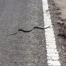 내와분교 이미지