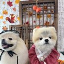 블링블링슈가 | 블링블링 슈가 수제 간식 케이크까지 완벽 용봉동애견미용