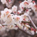매화다방 - 시흥시 매화1로 18 | 매화다방