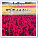 구드래 | 대전 근교 가을 여행 부여 구드래 맨드라미 코스모스 위치 주차