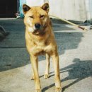 진도개영농조합 이미지