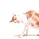 경주동물메디컬센터 이미지