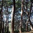 아홉산 대숲 산책 명소 이미지