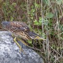 해오라기 이미지