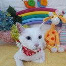 까까보개 이미지