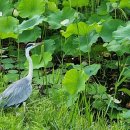 상념의 정원 이미지