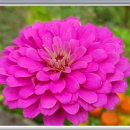 백일홍 민박집 이미지