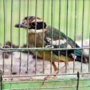 조류보호협회 밀양시지회 이미지