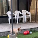 도그랑펜션 이미지