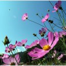 어느가을 오후 이미지