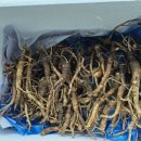 자연산 산도라지 배송 야생 산도라지 자연산 목이버섯 유기농커피 덤 식도암 구강암 치료 이미지