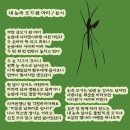 내 눈속 모기 한 마리 이미지